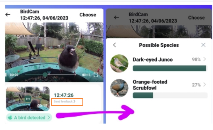 BF08 correct bird's name.png